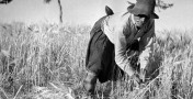 Field Workers Salamis c1921